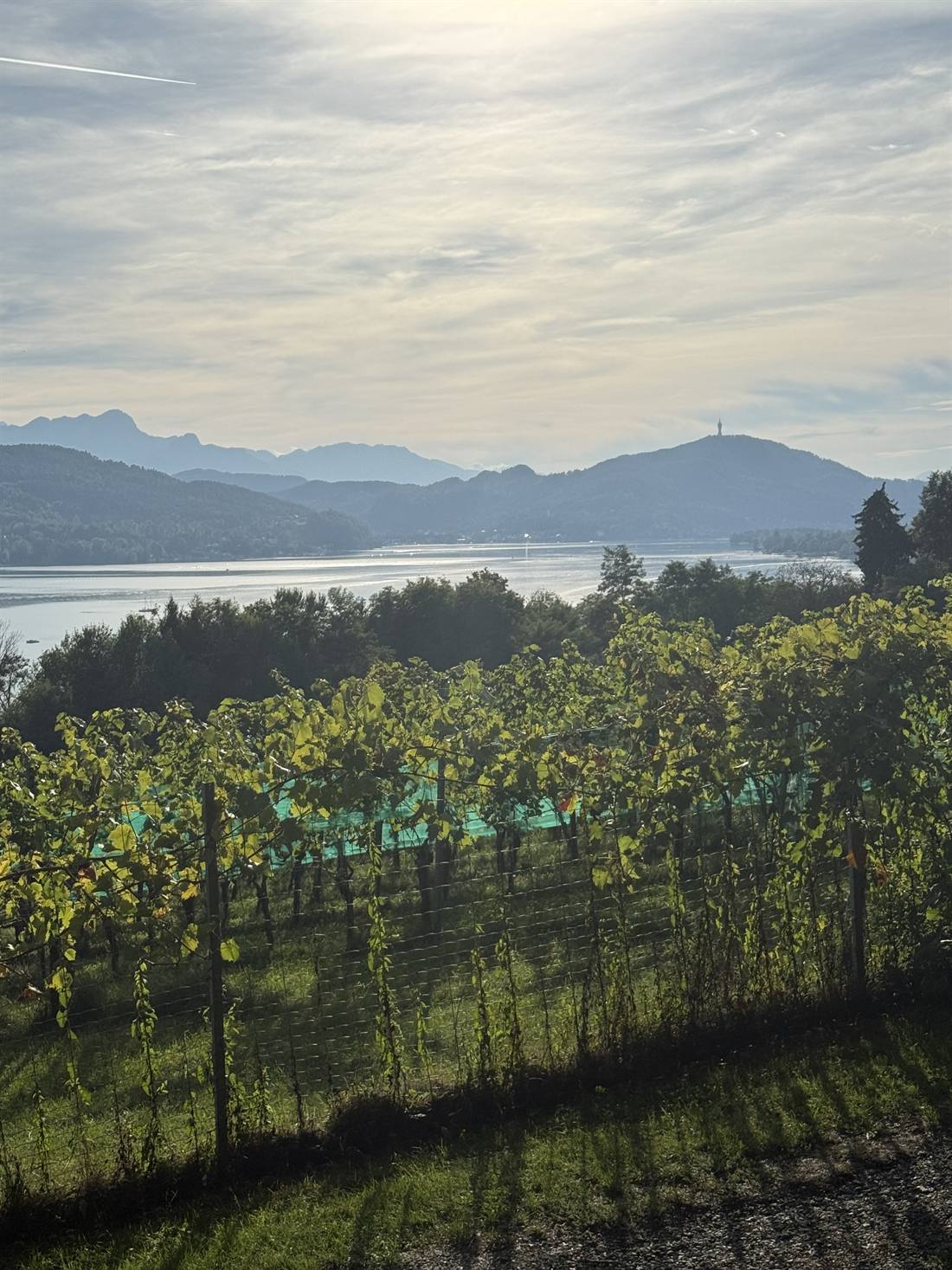 Rebzeilen mit Blick auf den Wörthersee und die Karawanken